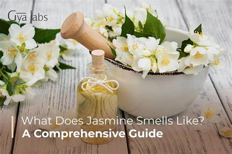 what jasmine smells like